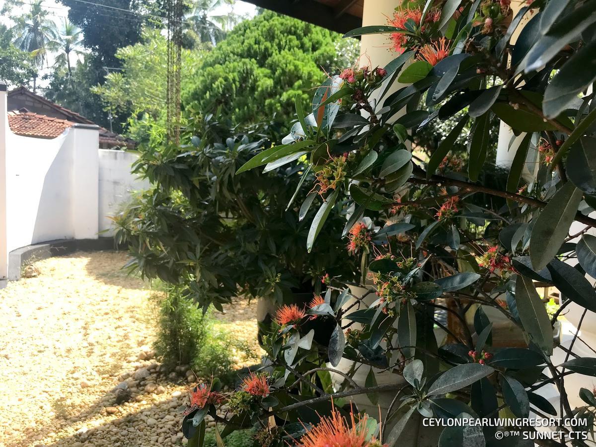 Ceylon Pearlwing Resort Νεγκόμπο Εξωτερικό φωτογραφία