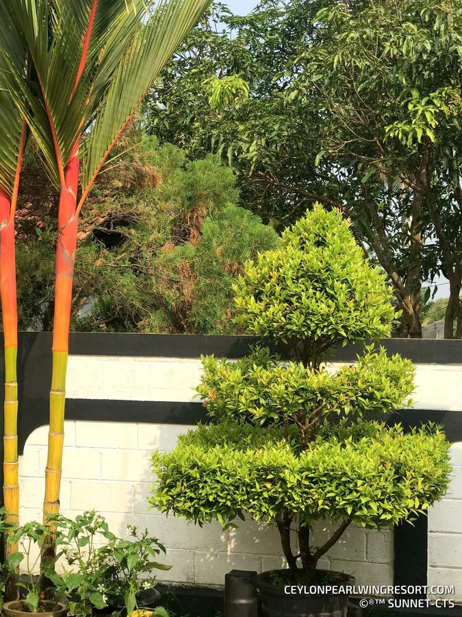 Ceylon Pearlwing Resort Νεγκόμπο Εξωτερικό φωτογραφία